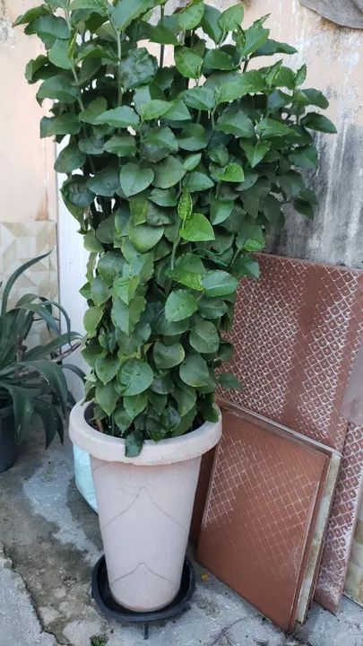 Planta verde para decoração de ambientes