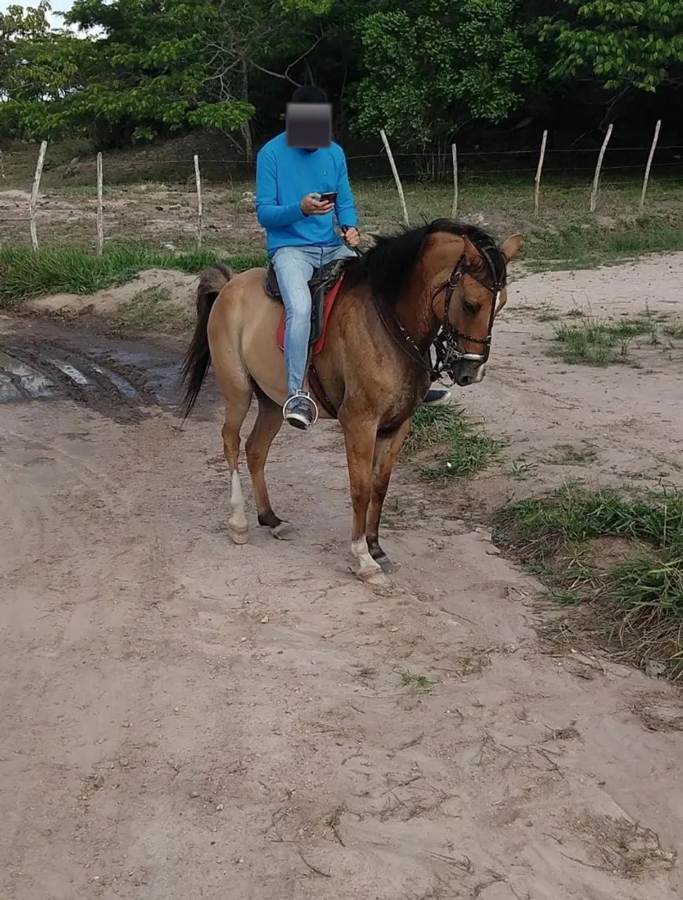 Cavalo com passada - Bom e novo 