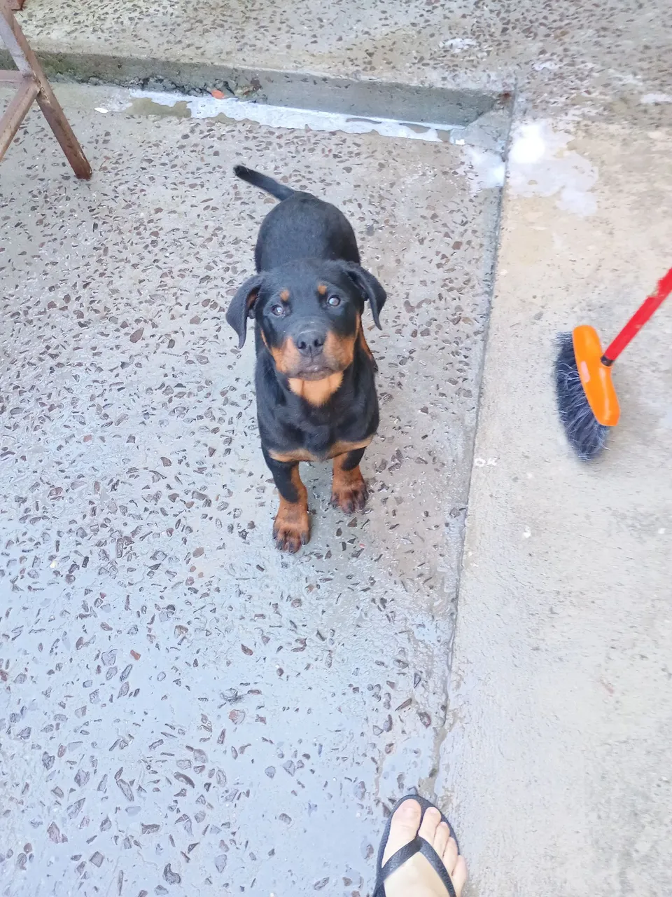 Filhote de Rottweiler para venda