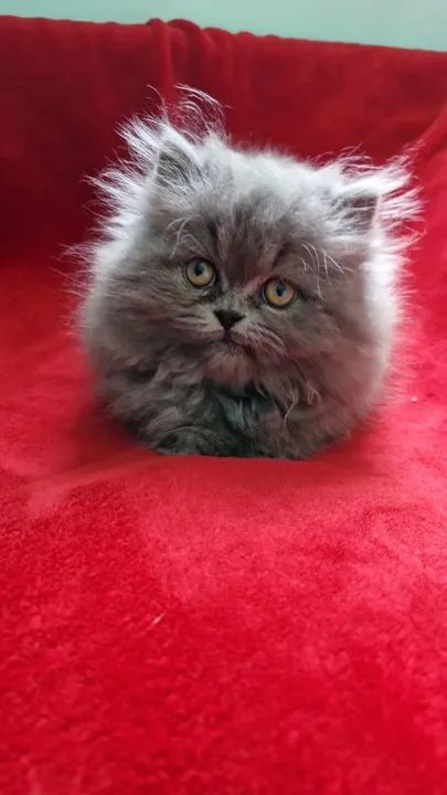 Persa Himalaia disponiveis  - Foto 5