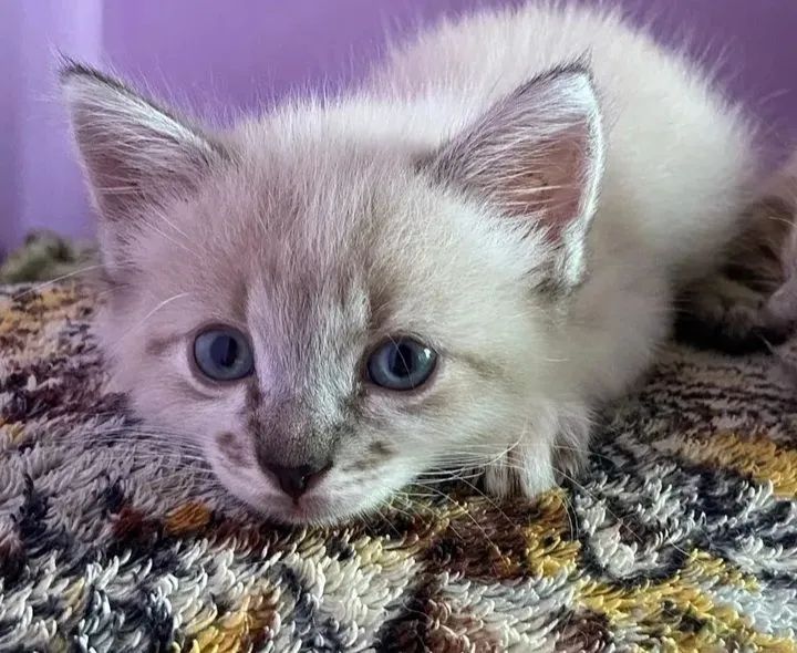 Ragdoll kittens63824598791937122