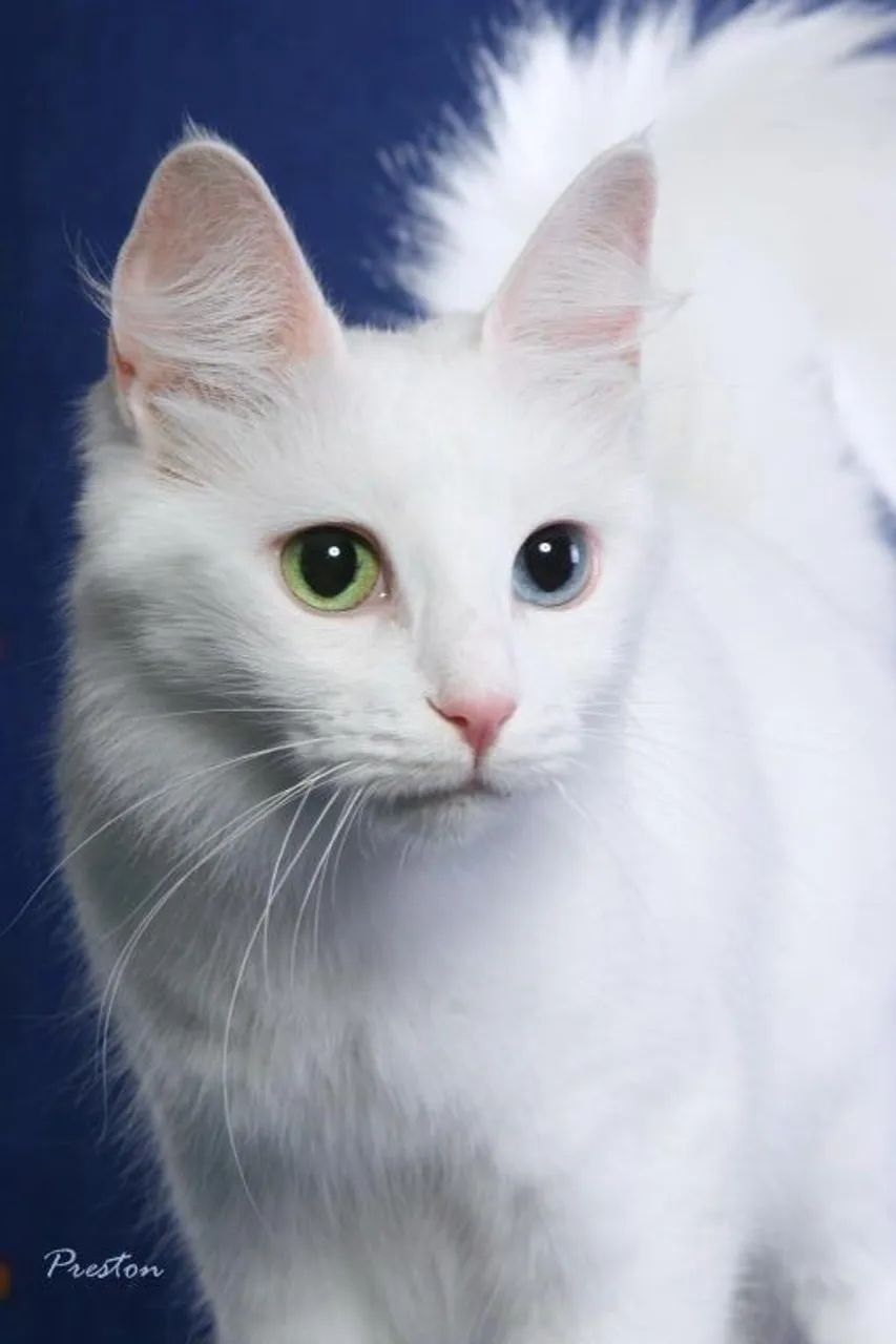 A Suavidade do Gato Angorá  