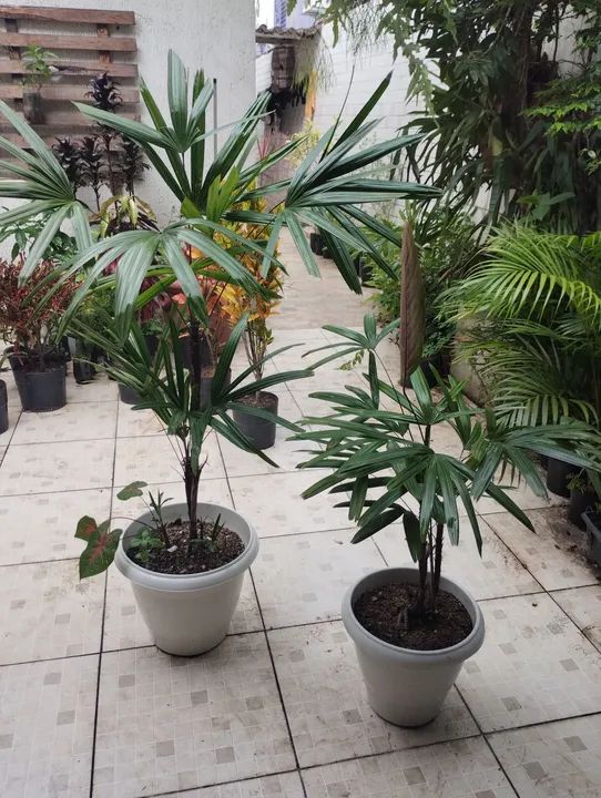 Mudas de Rafhia no vaso - Foto 5