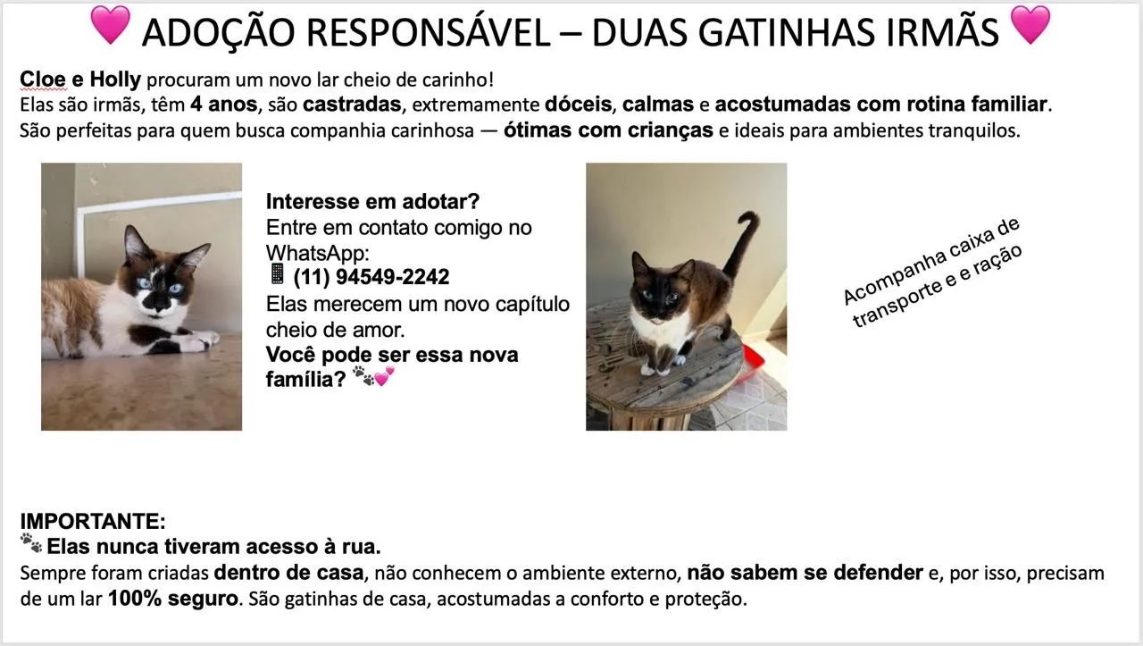 Doação de gatas - Castradas