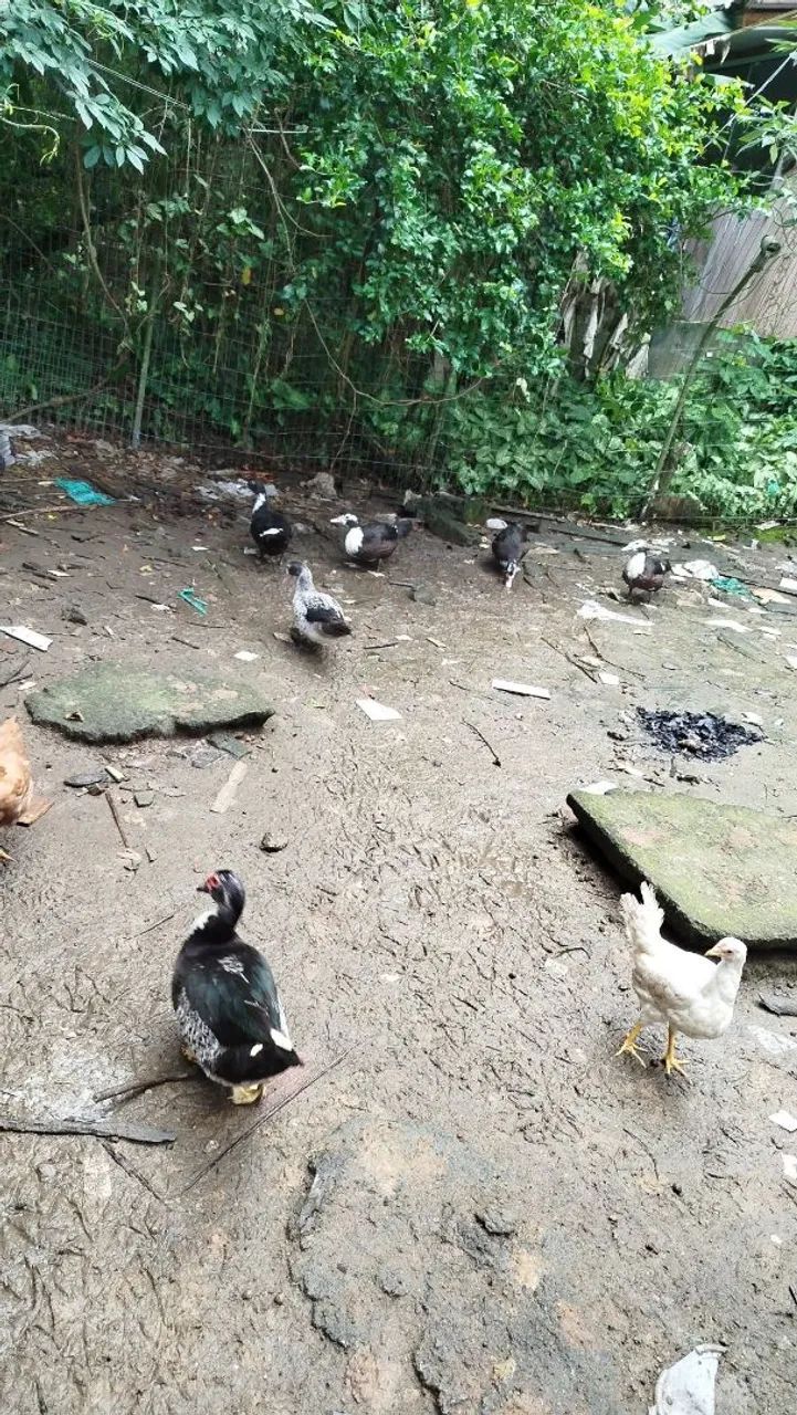 Patas Lindas - R$ 40 cada - Foto 2