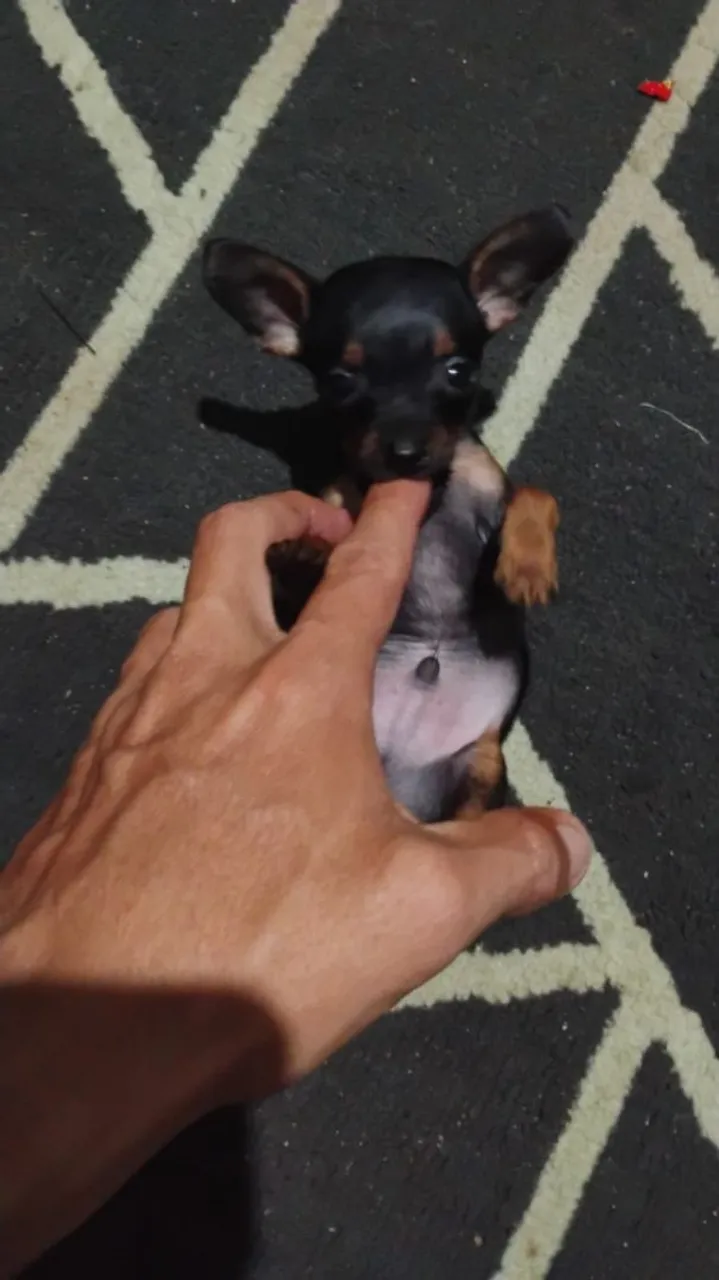 Filhote de Pinscher Macho: pura fofura!