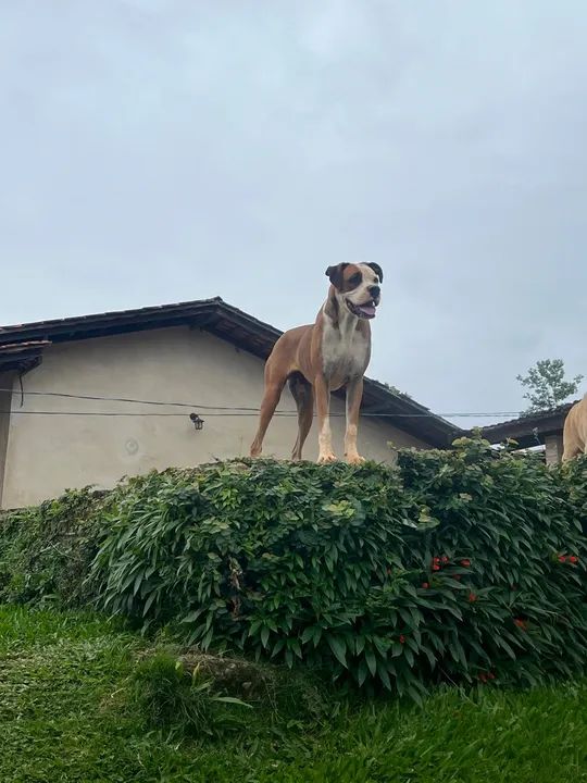 Boxer lindo e saudável para adoção