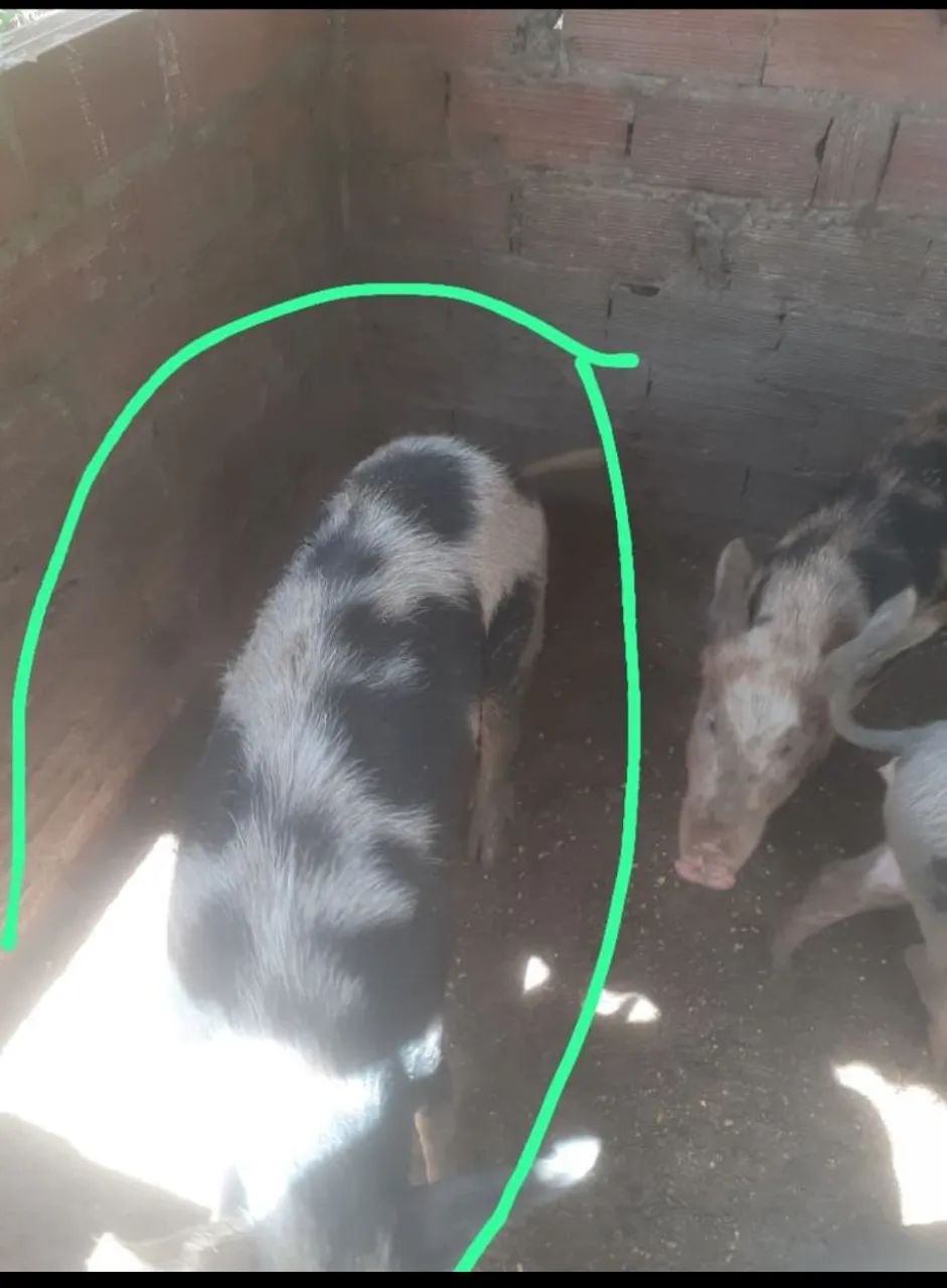 Porco piau 