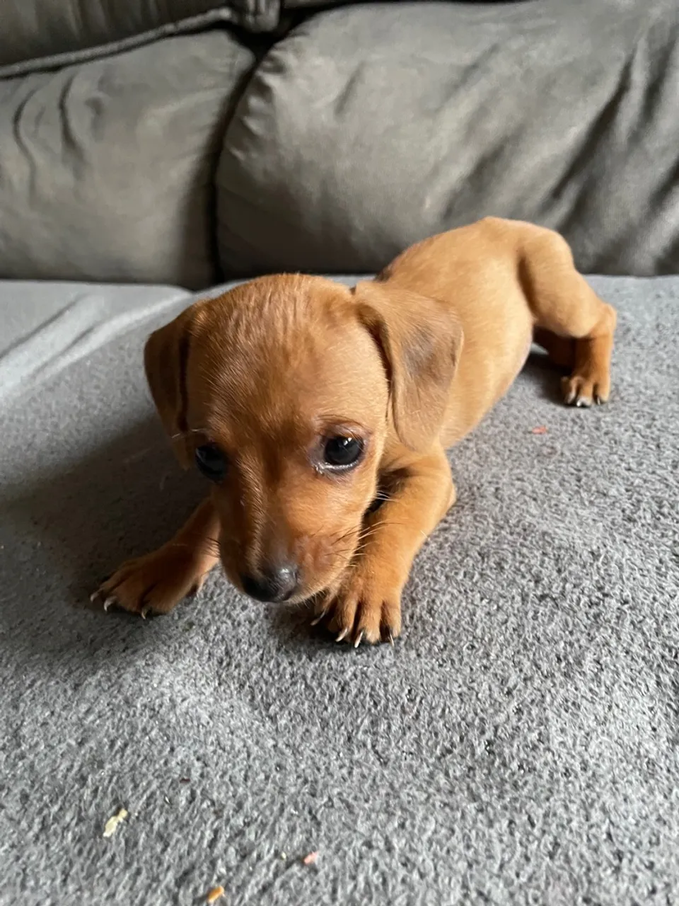Doação salsicha Dachshund cofap
