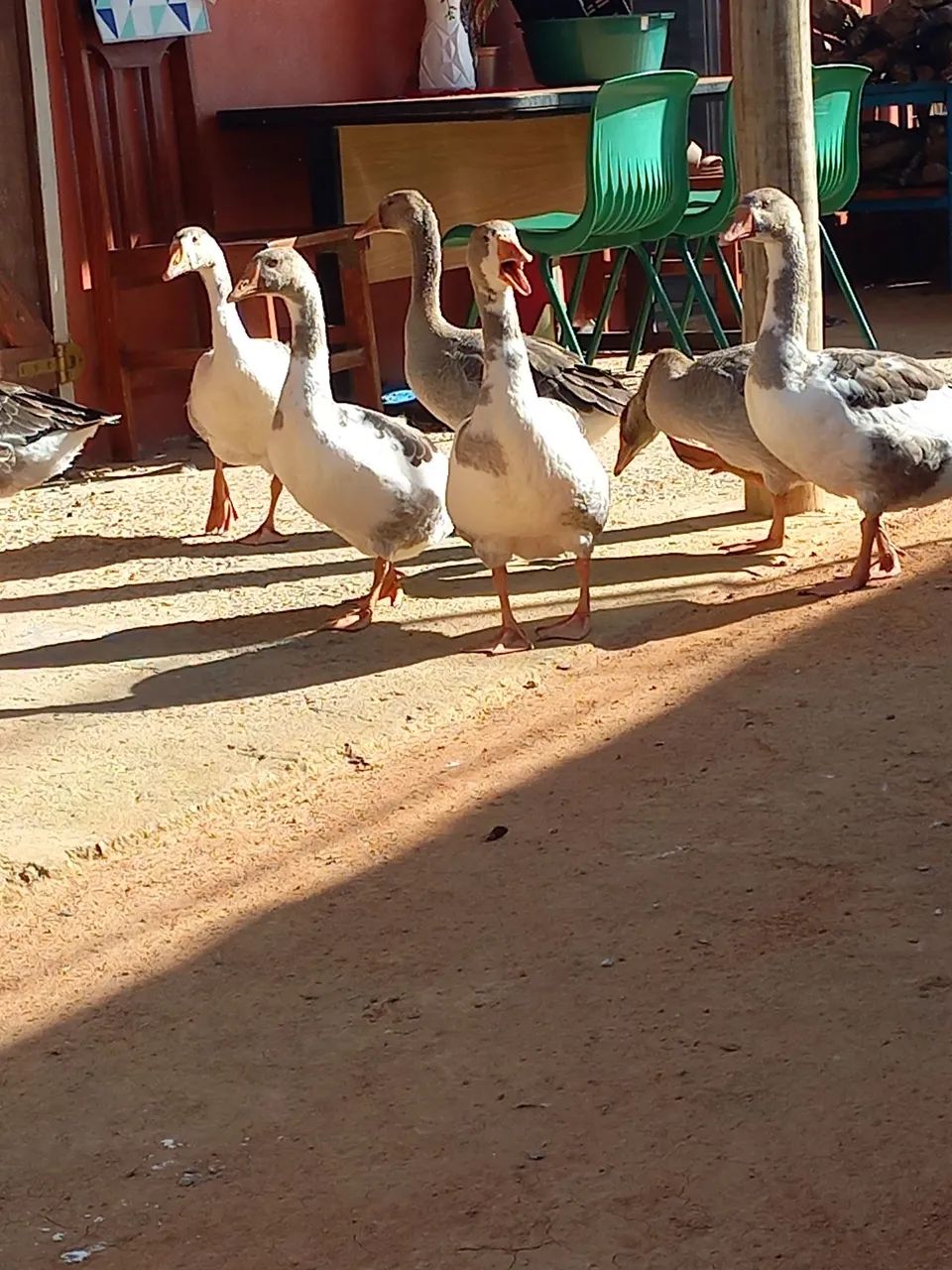 Gansos 8 meses de idade 