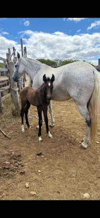 Potro filho do gato da pedra ferrada