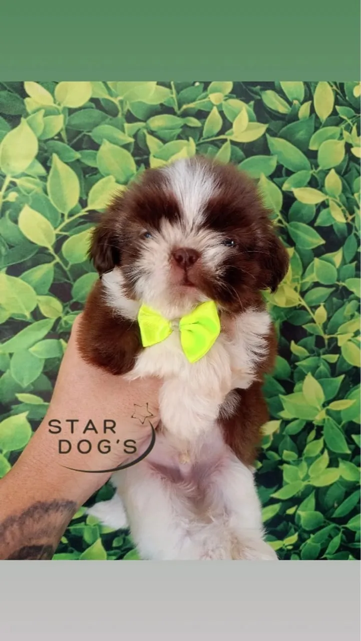 Shih Tzu Macho mini