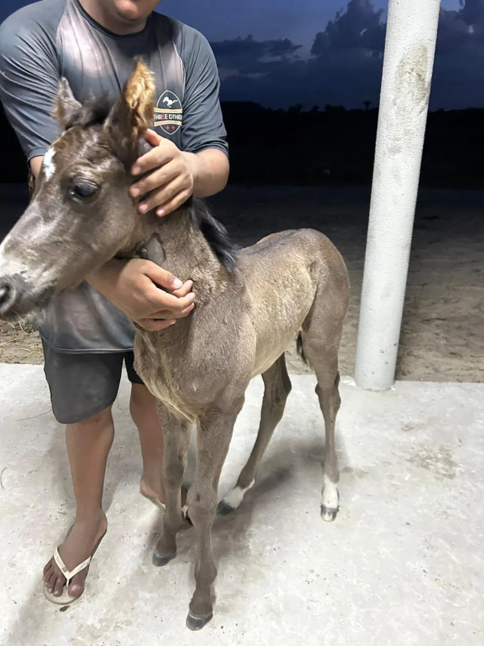 Vendo potro ótima genética  - Foto 2