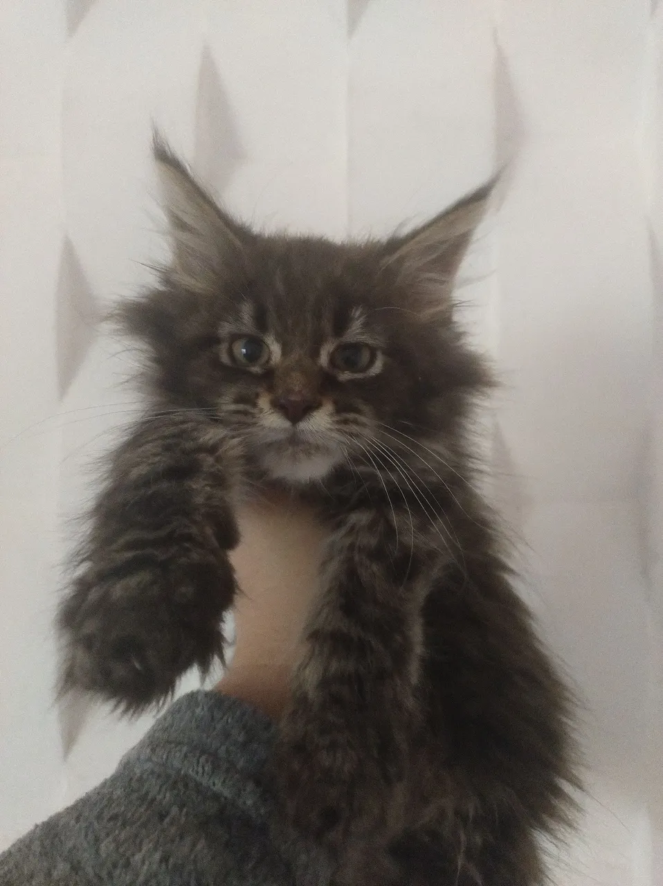 Gatinho Maine Coon macho