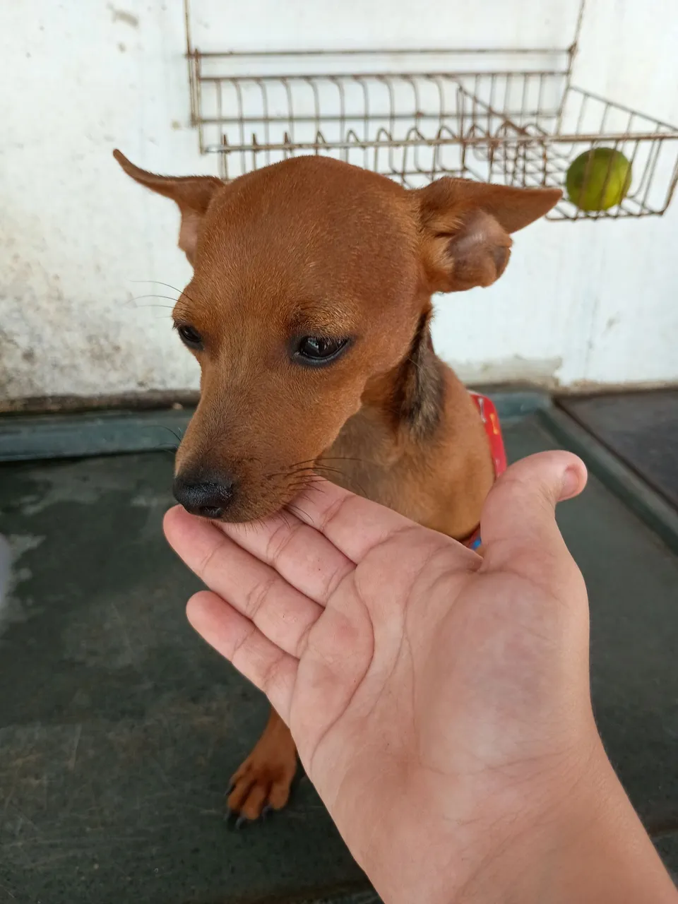 Cachorro pinscher vacinado vermifugado 5 meses macho