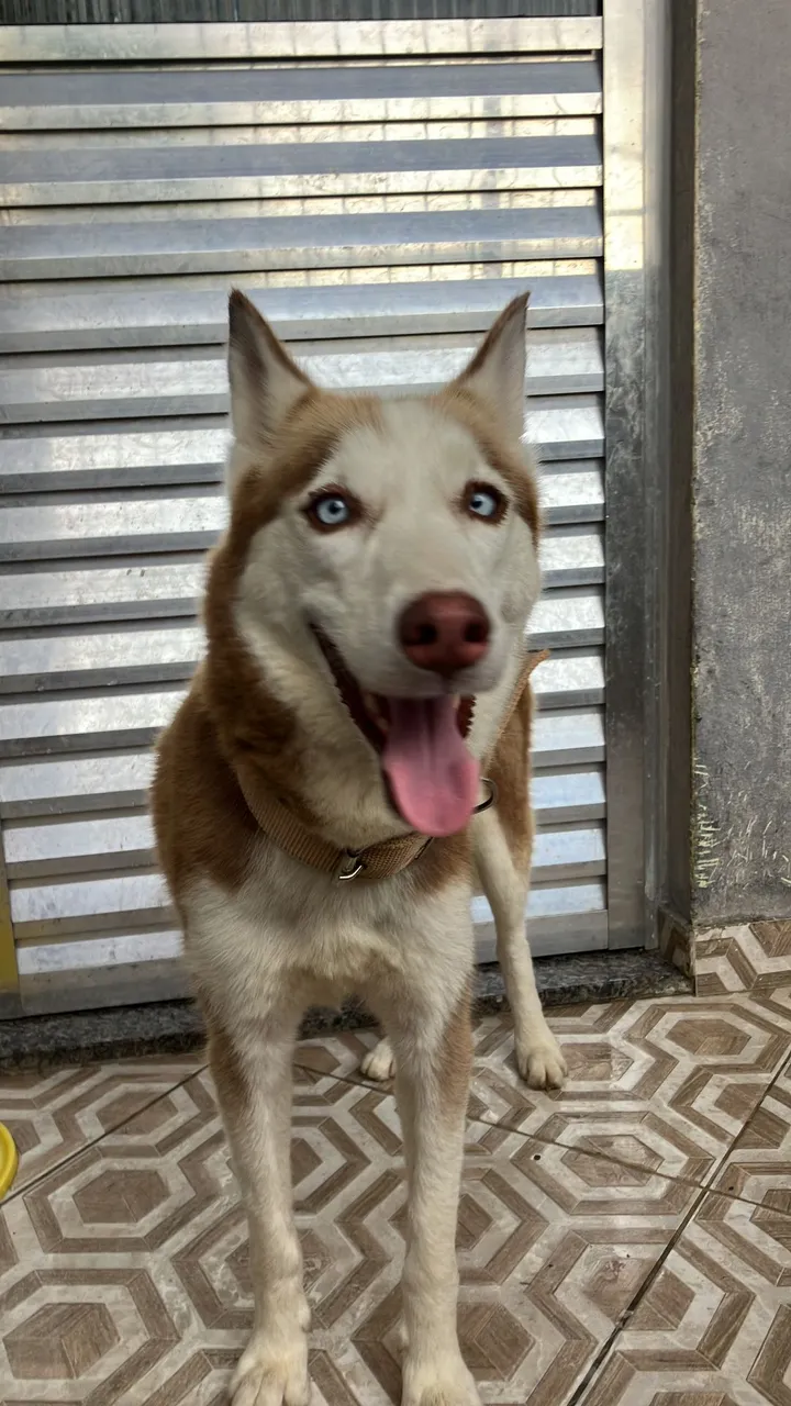 Husky Siberiano - Olhos azuis e beleza incomparável!