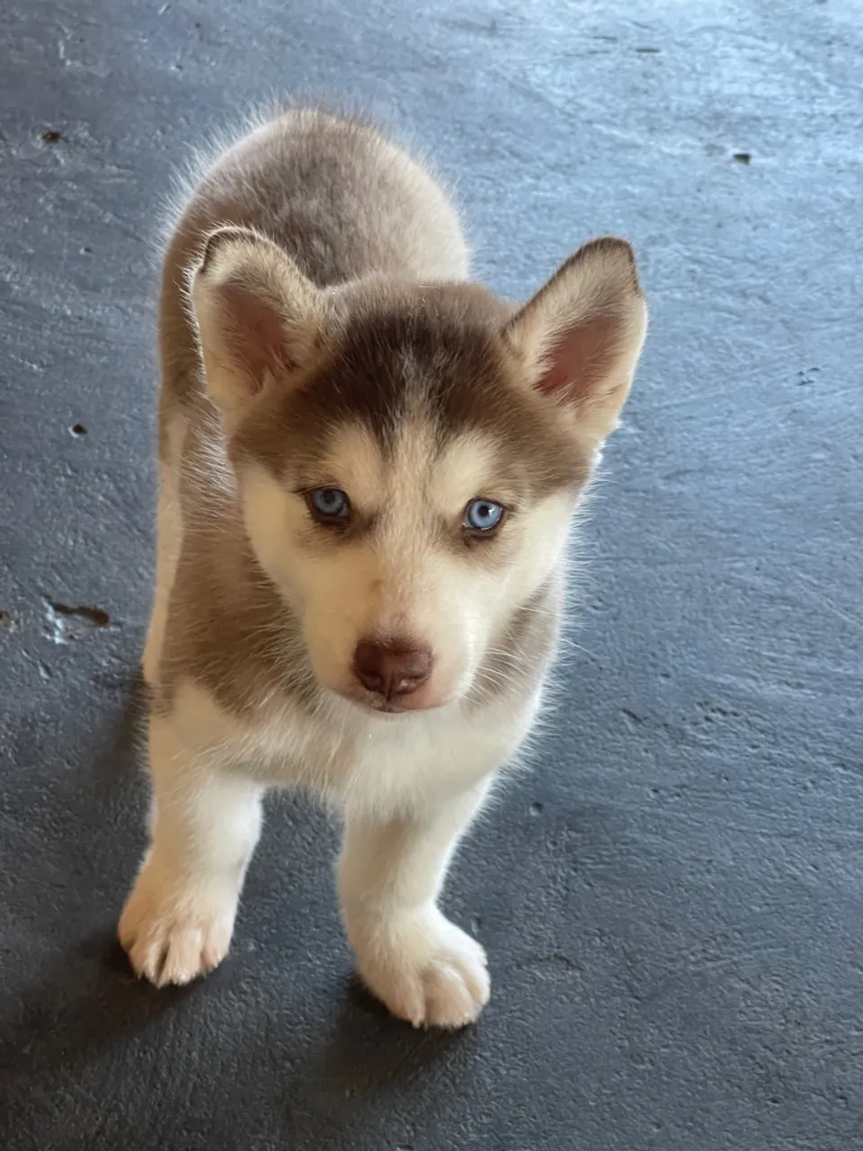 Filhote Husky Siberiano (fêmea)