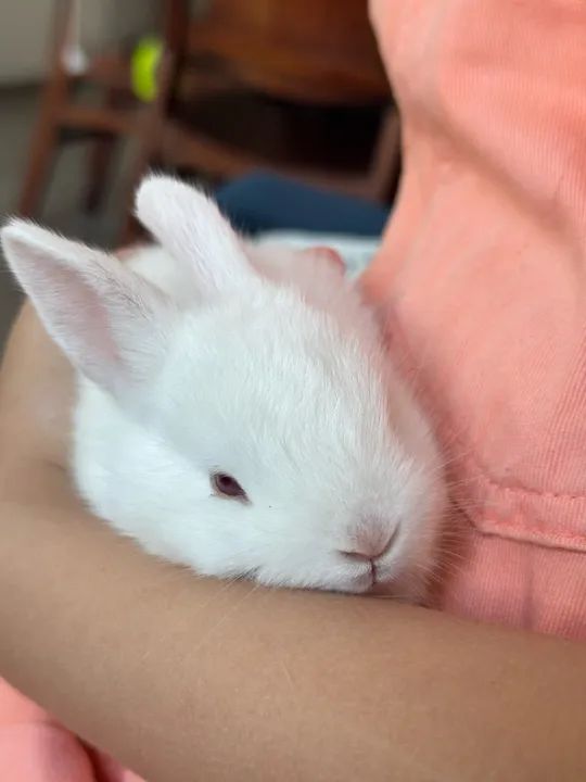 Coelho branco filhote  - Foto 2
