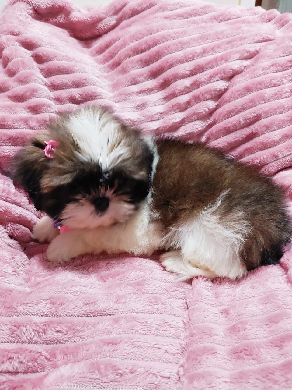 Filhote Shih Tzu fêmea adorável