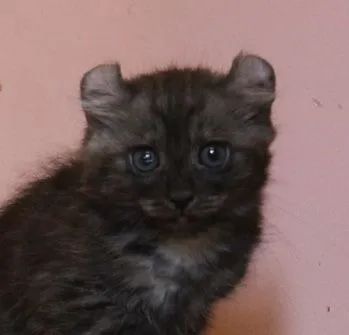 American Curl Filhotes Adoráveis na Cor Preto