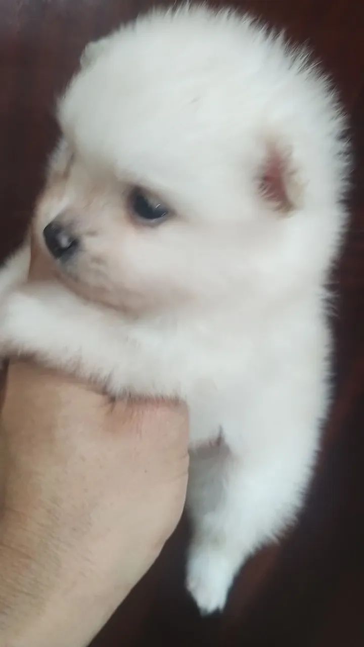 Filhote de Spitz Alemão - Foto 2