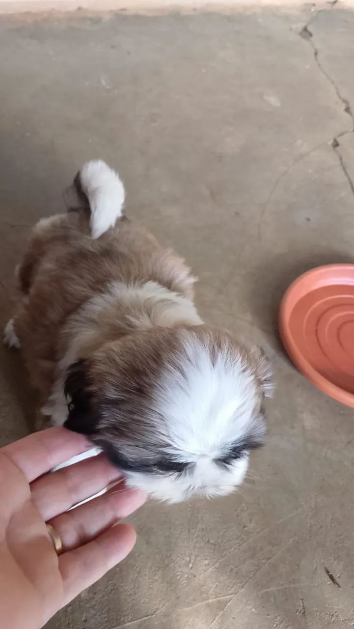 Filhote Shih Tzu puro  - Foto 3