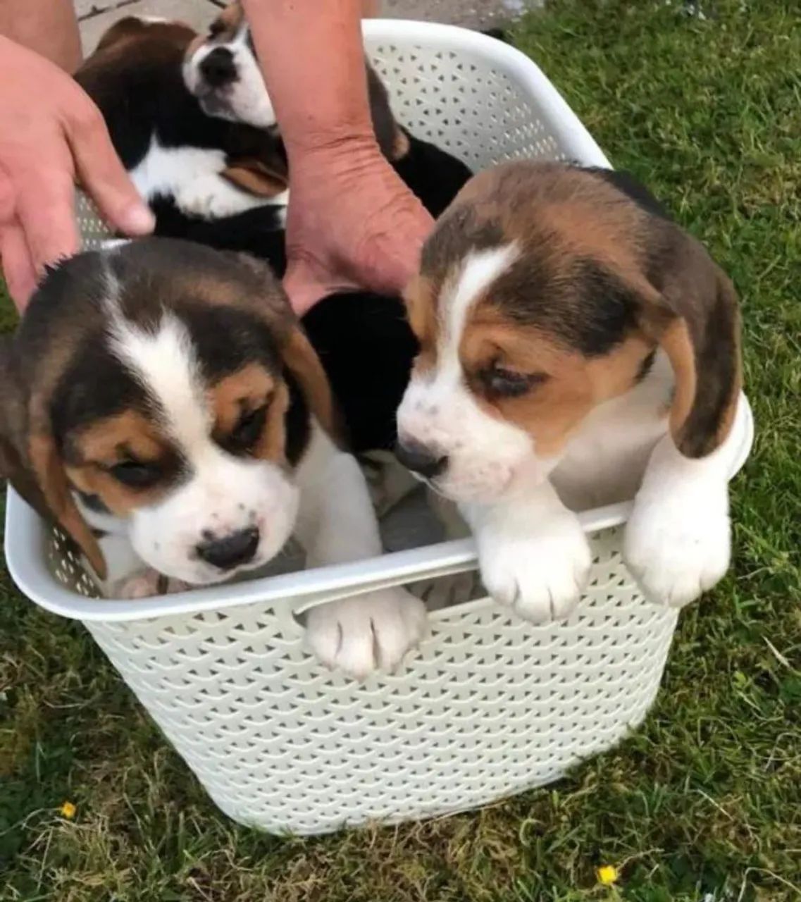 Filhotes de Beagle  - Foto 5