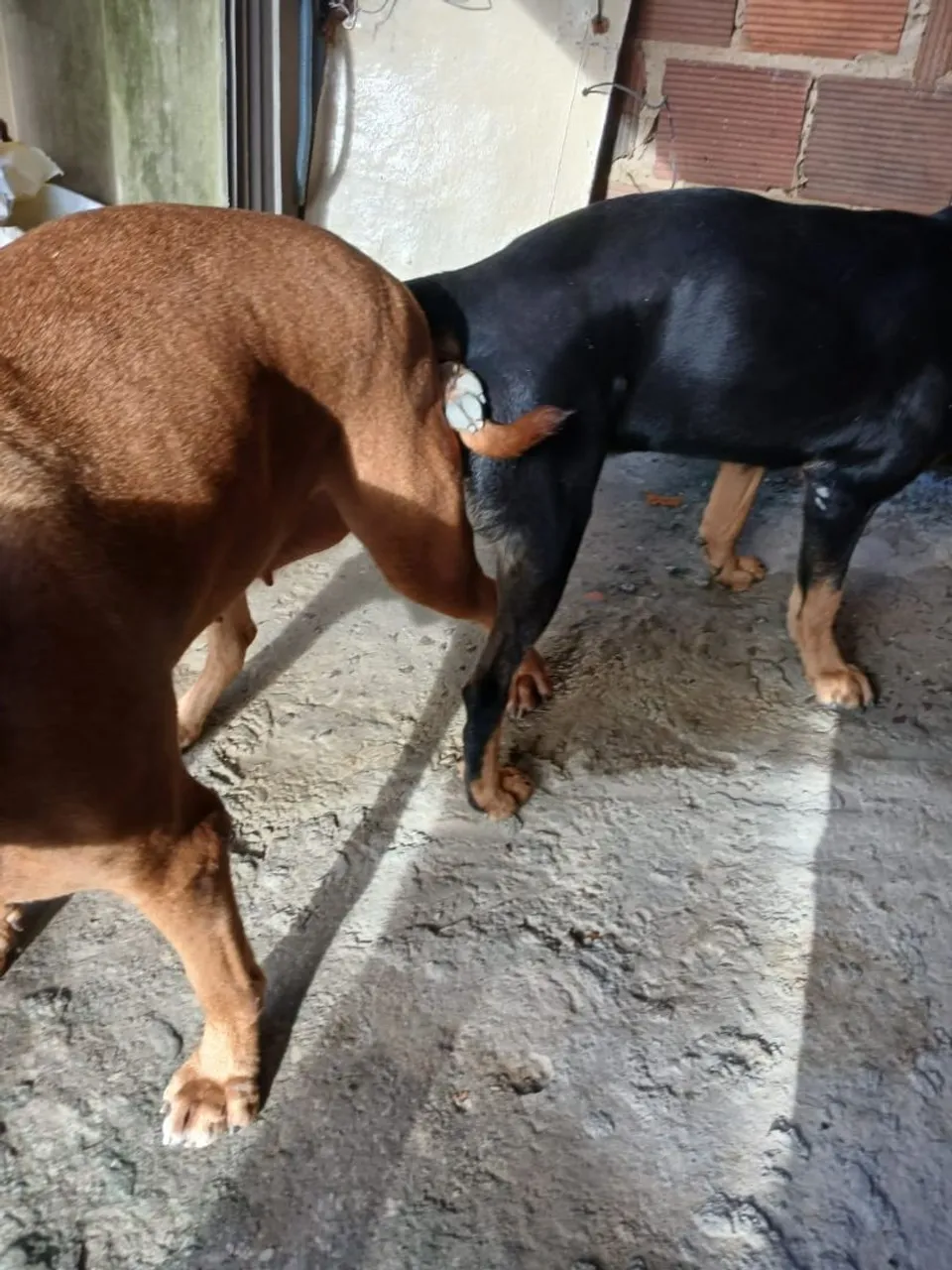  Rottwaller pai .Com Pitbull mãe 