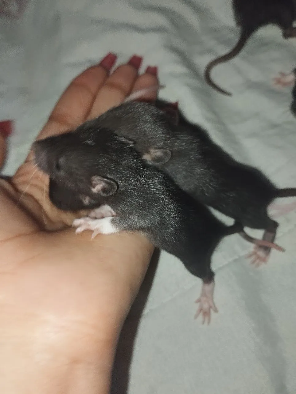 Rato Twister (Rato branco)