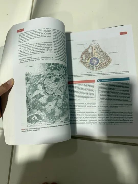 Histologia Básica - 12ª edição - Junqueira & Carneiro - Foto 2