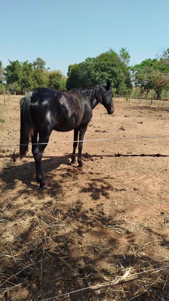 Égua mansa de sela e charrete 