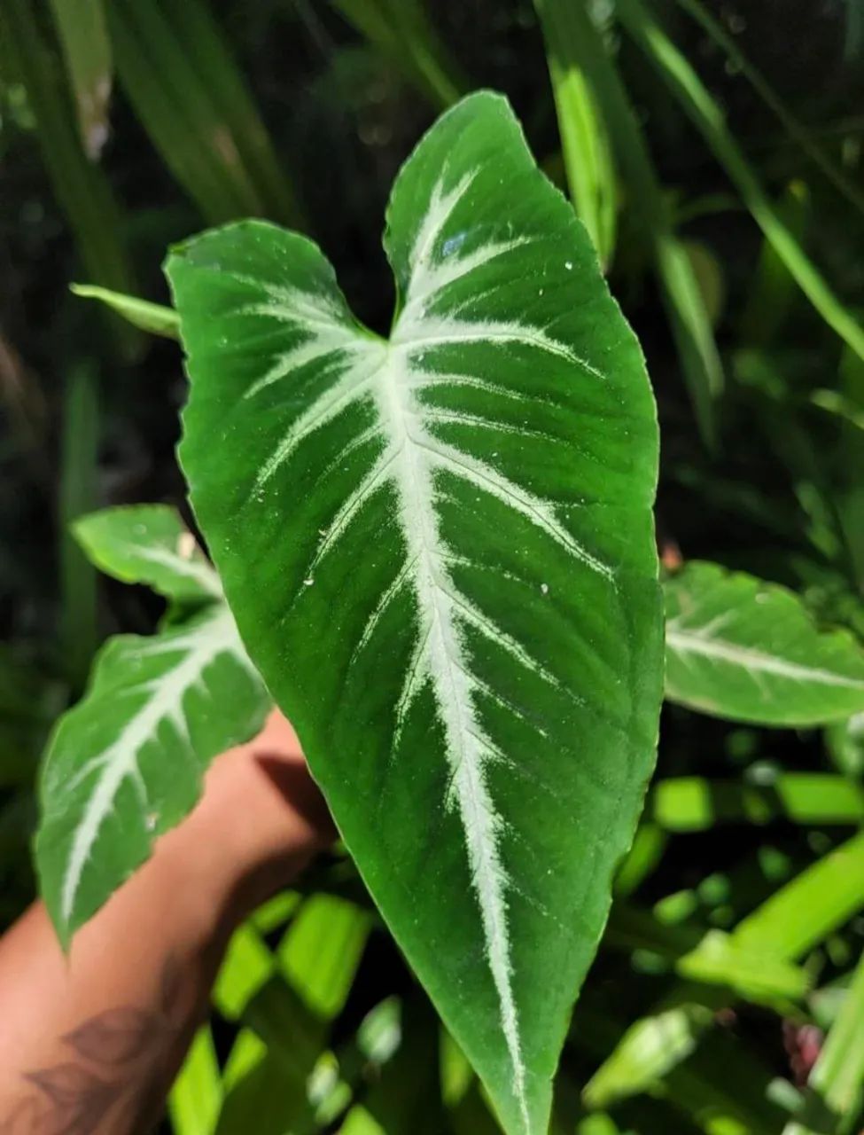 Syngonium veludo, Folhagens e Plantas ornamentais 