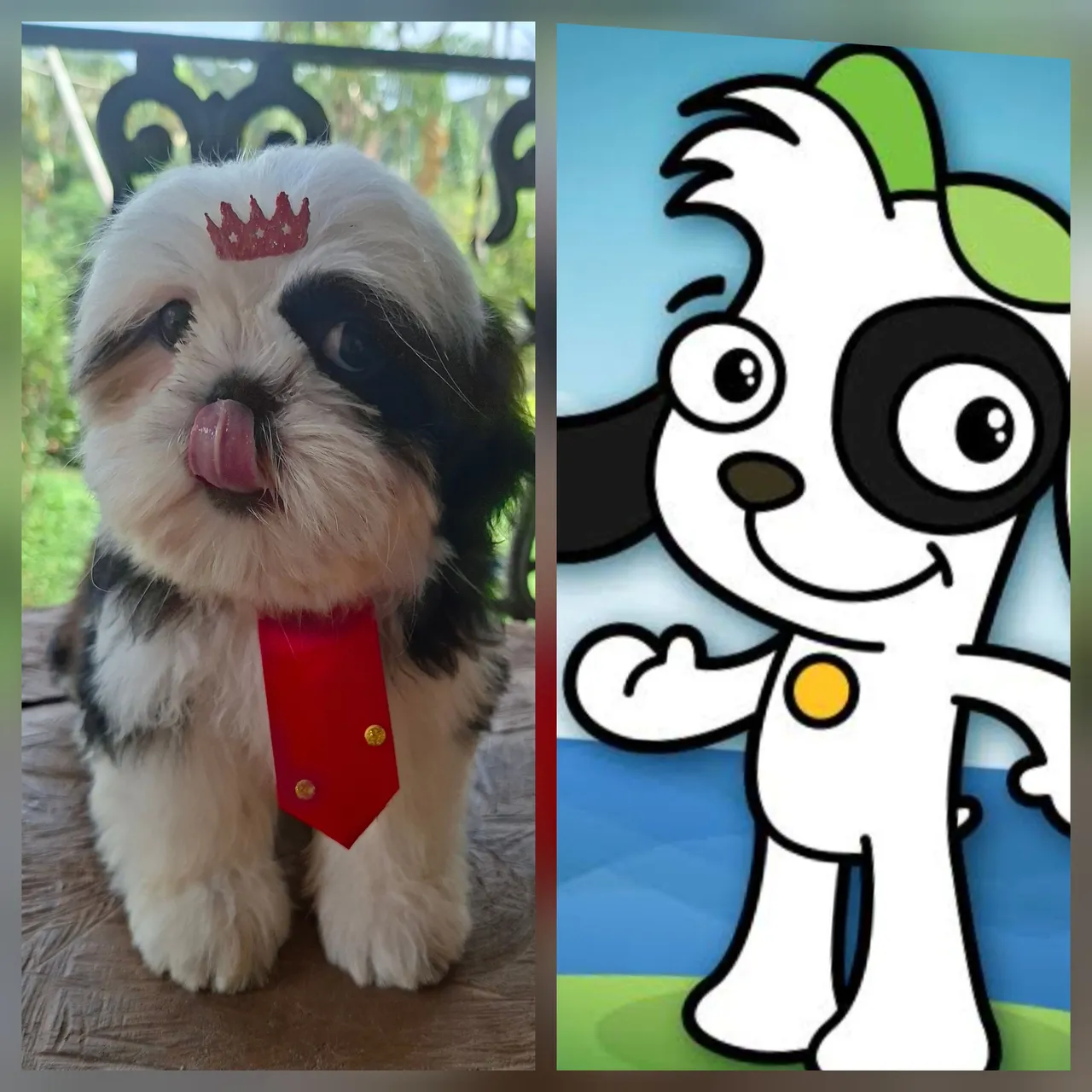 Filhote Shih Tzu macho com estilo! O Doki existe e pode ser seu kk