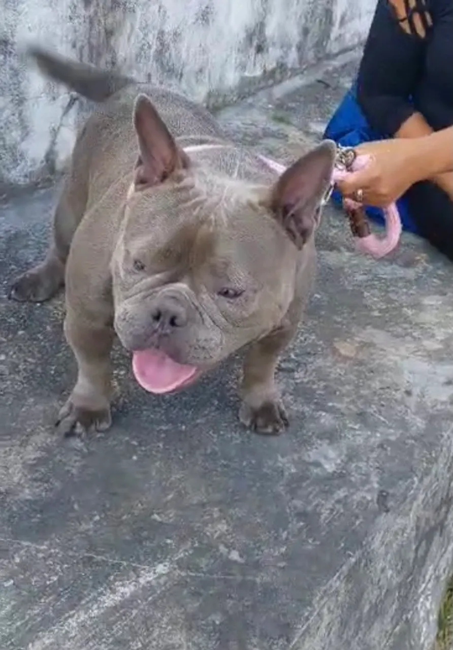 American Bully micro fêmea 