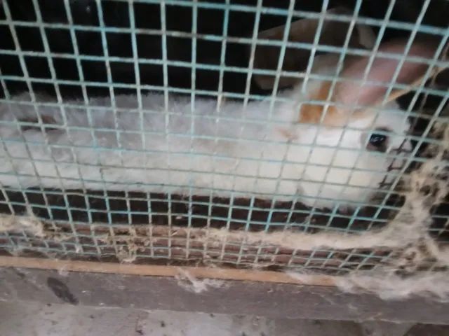 Coelhos Adultos  - Foto 2