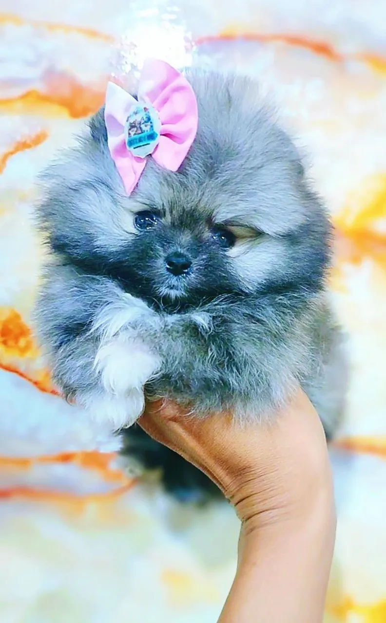 Fêmea Spitz alemão ursinha.