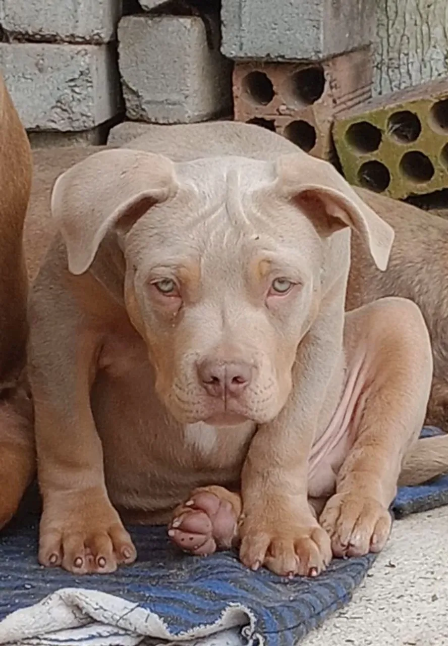 Filhote Pitmonster Macho