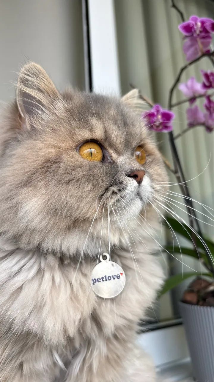 Gata persa procura namorado  - Foto 2