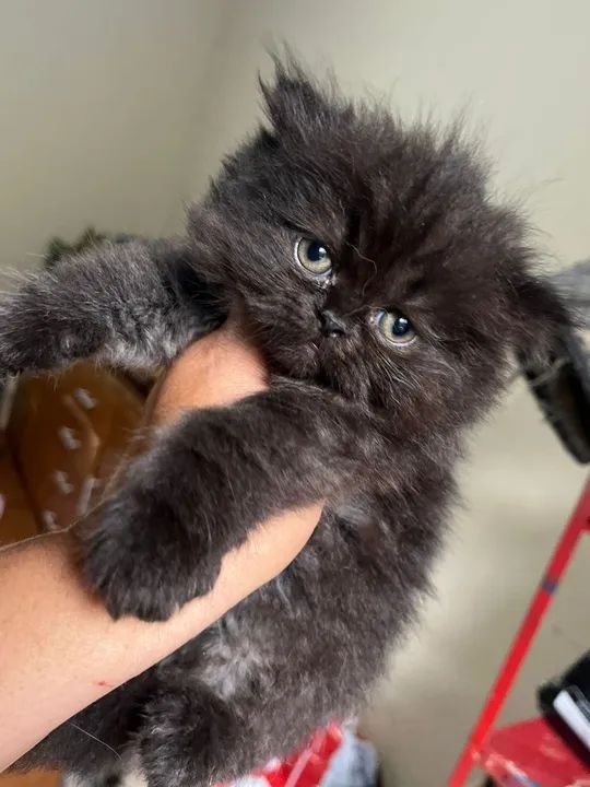 Persa Himalaia disponiveis  - Foto 3