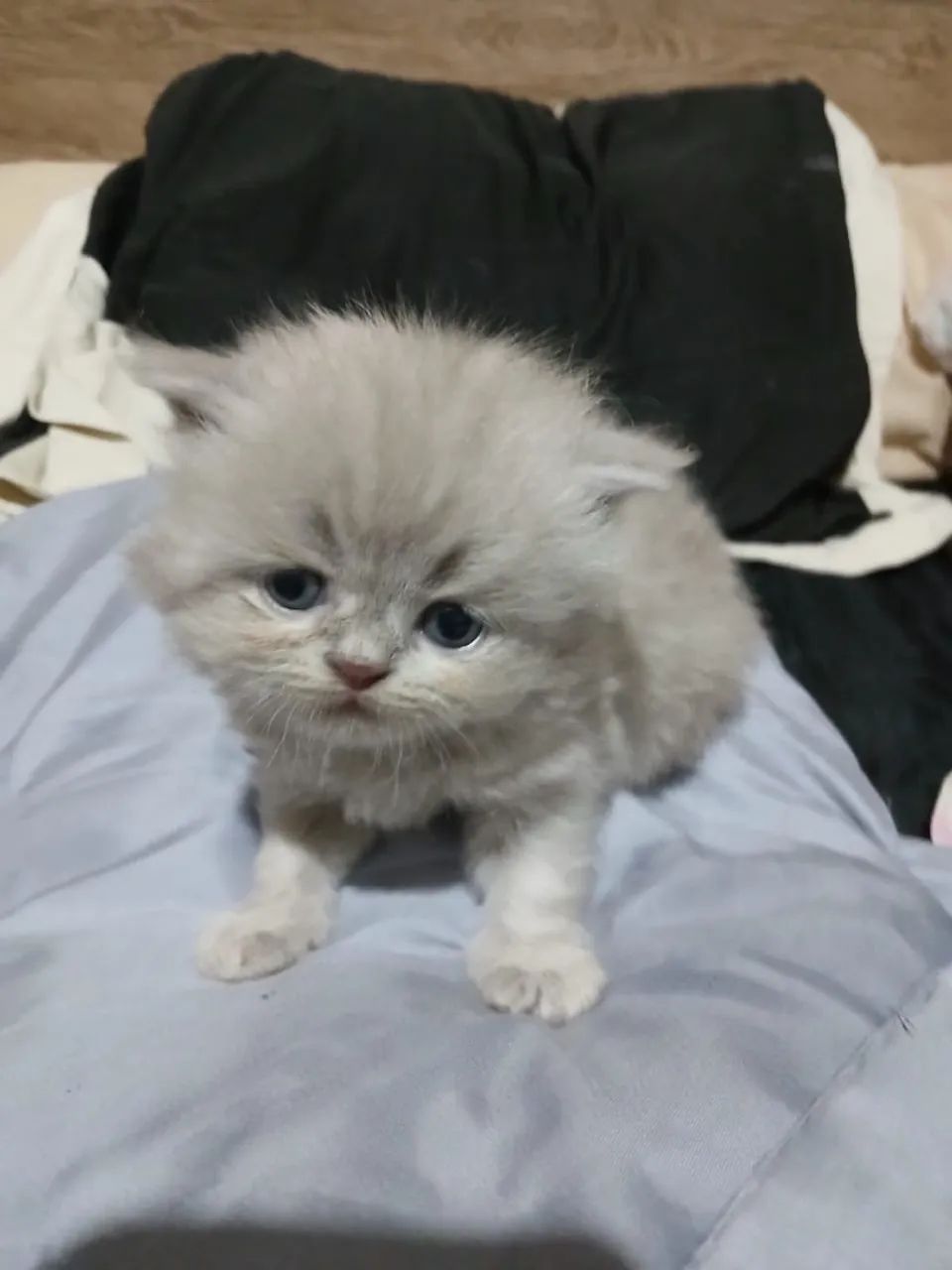 Filhote de gato persa com Pedegree Alta Genética - Foto 2