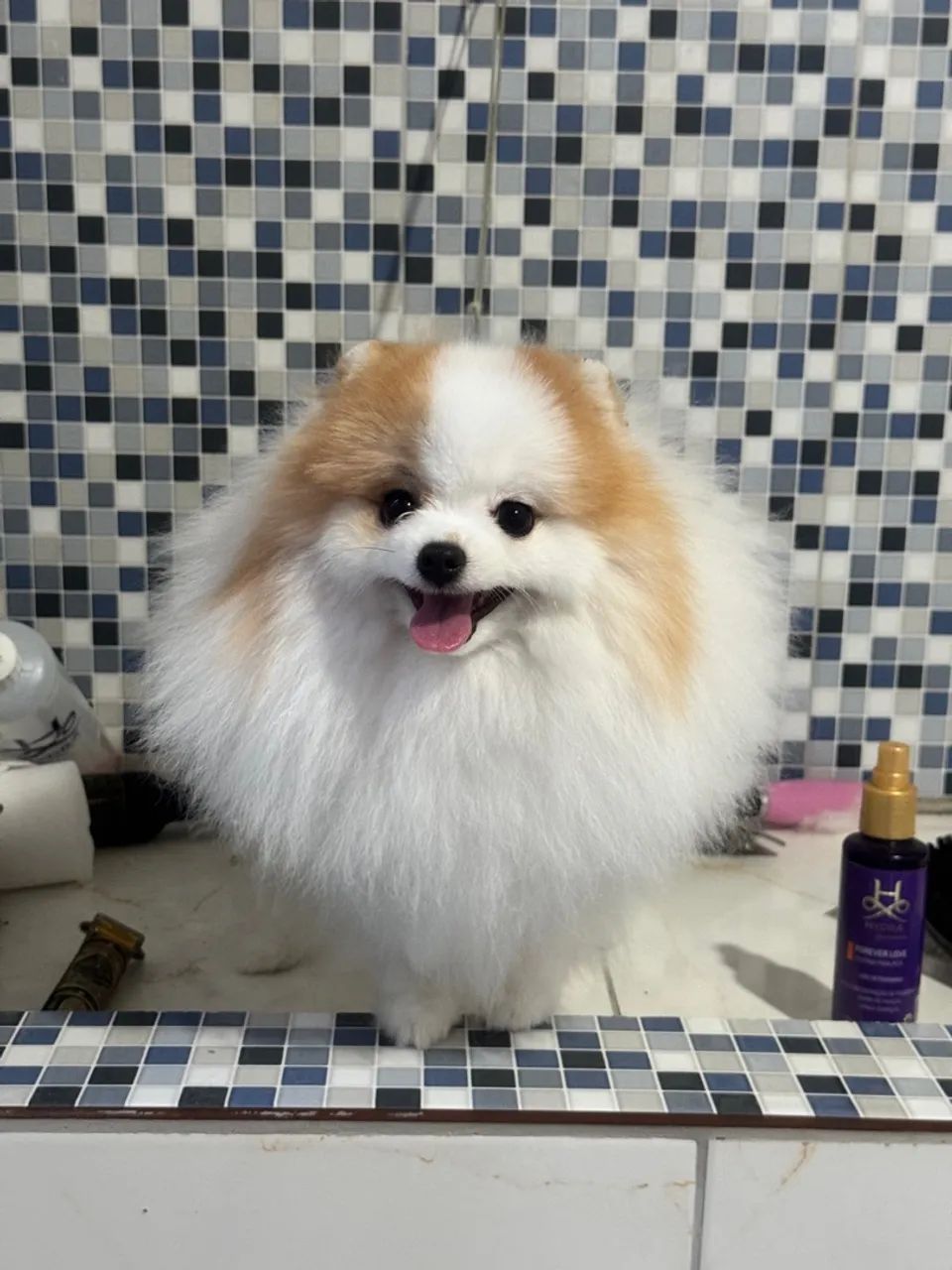 Lulu-anão 