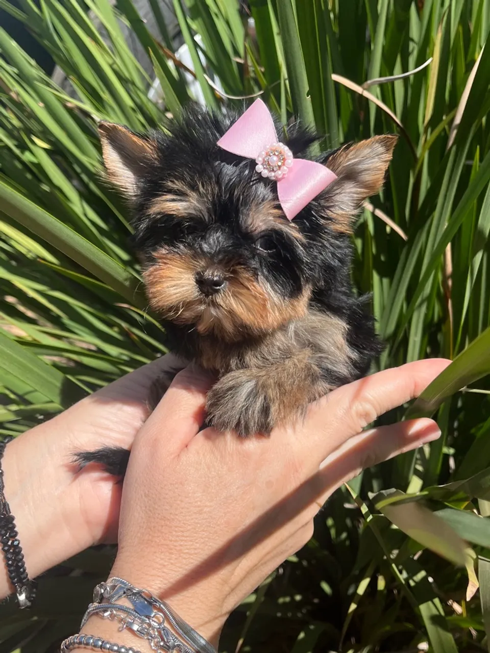 Filhote Yorkshire Terrier Miniatura - Princesa
