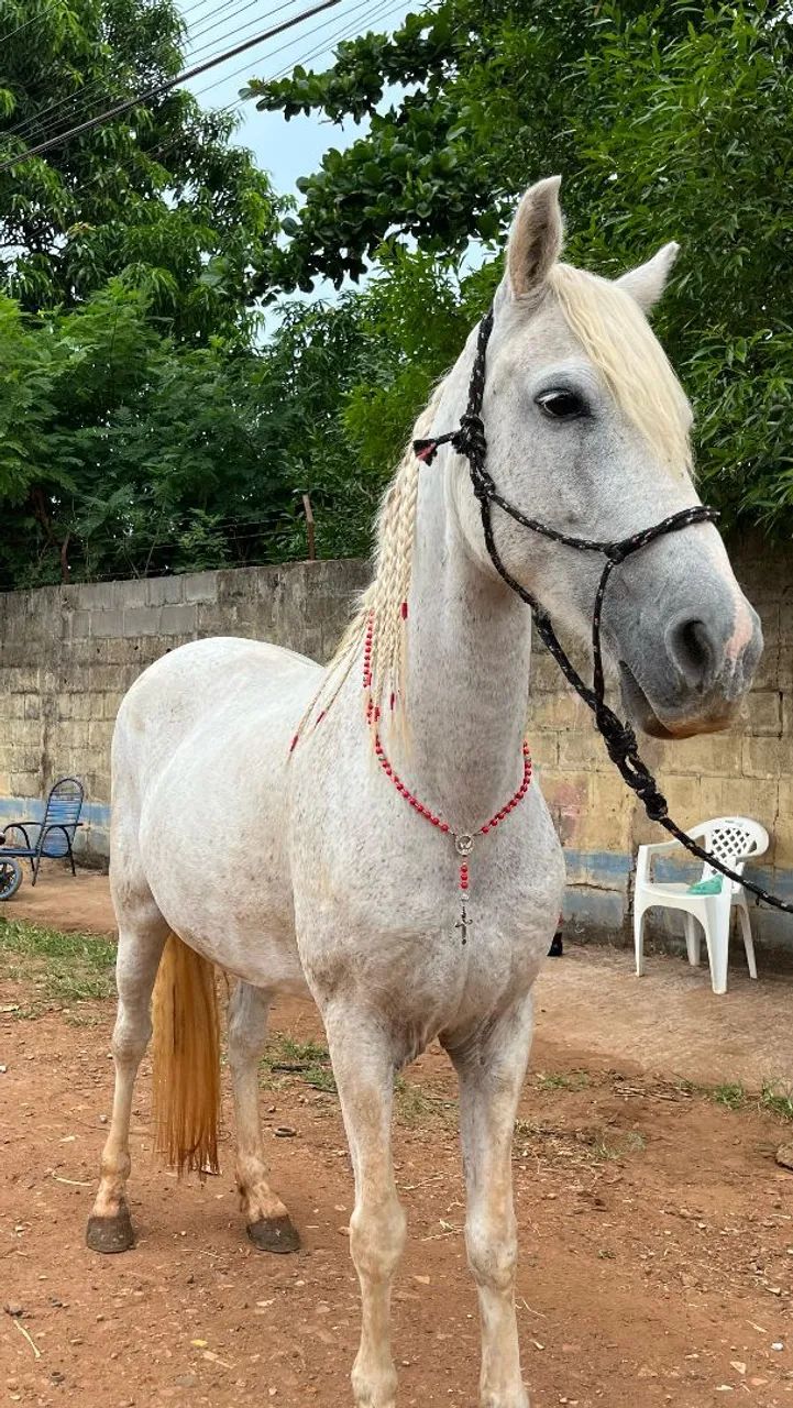 Terços personalizados para cavalo  - Foto 2