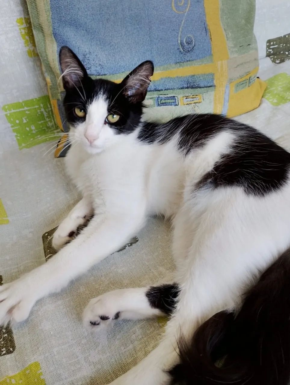 Filhote de gatinho macho castrado e testado para adoção