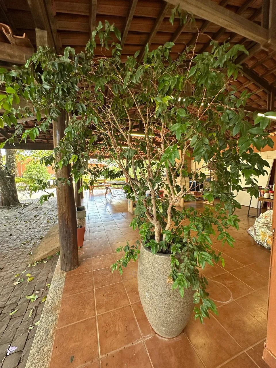 Jaboticabeira Adulta em Vaso - Frutífera, Saudável e Pronta para Levar!