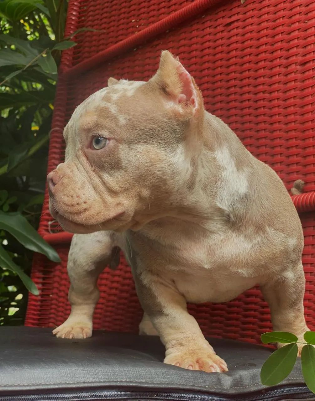 American bully  - Foto 5