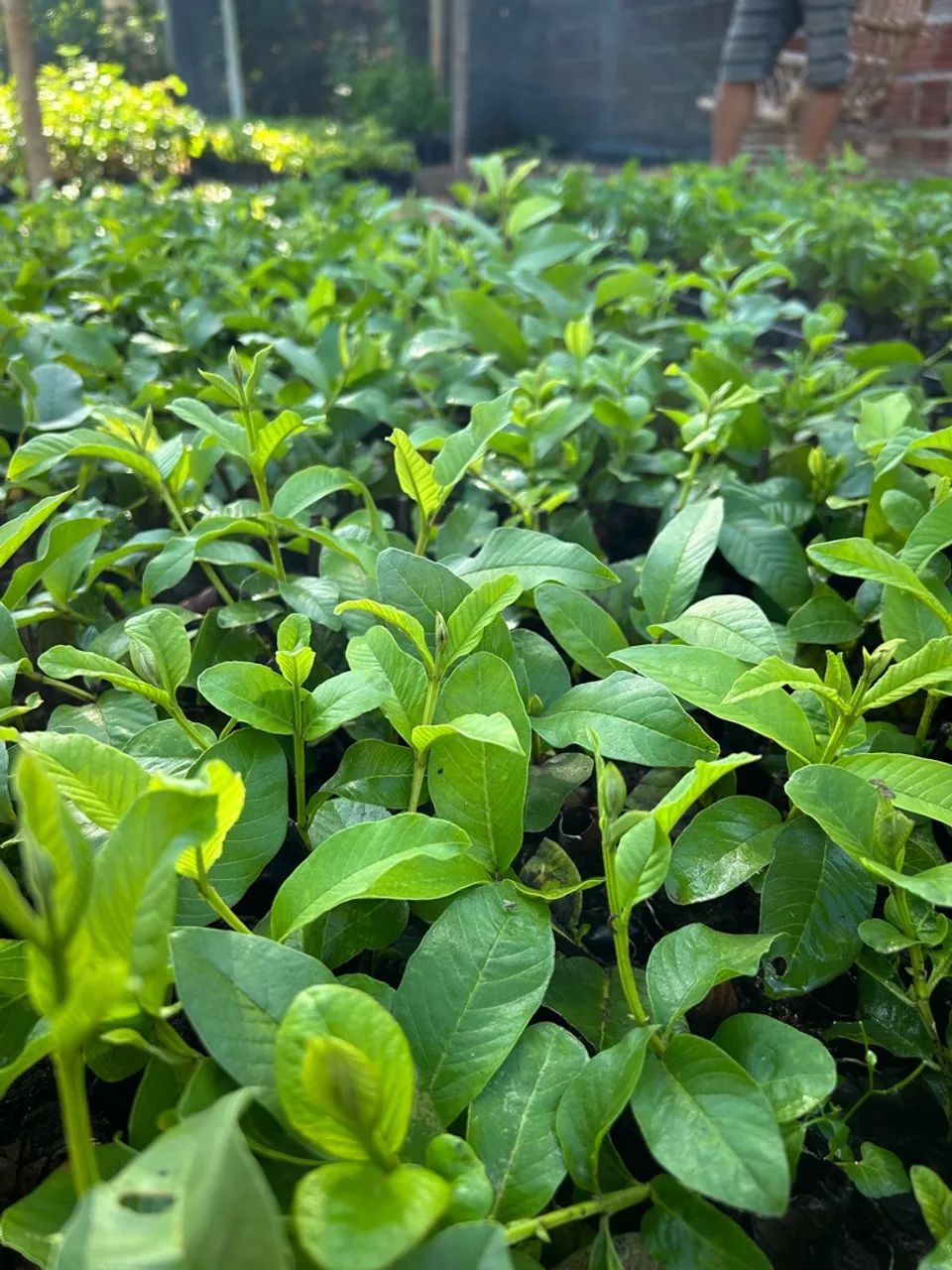 Mudas de plantas para produção rural - Foto 4