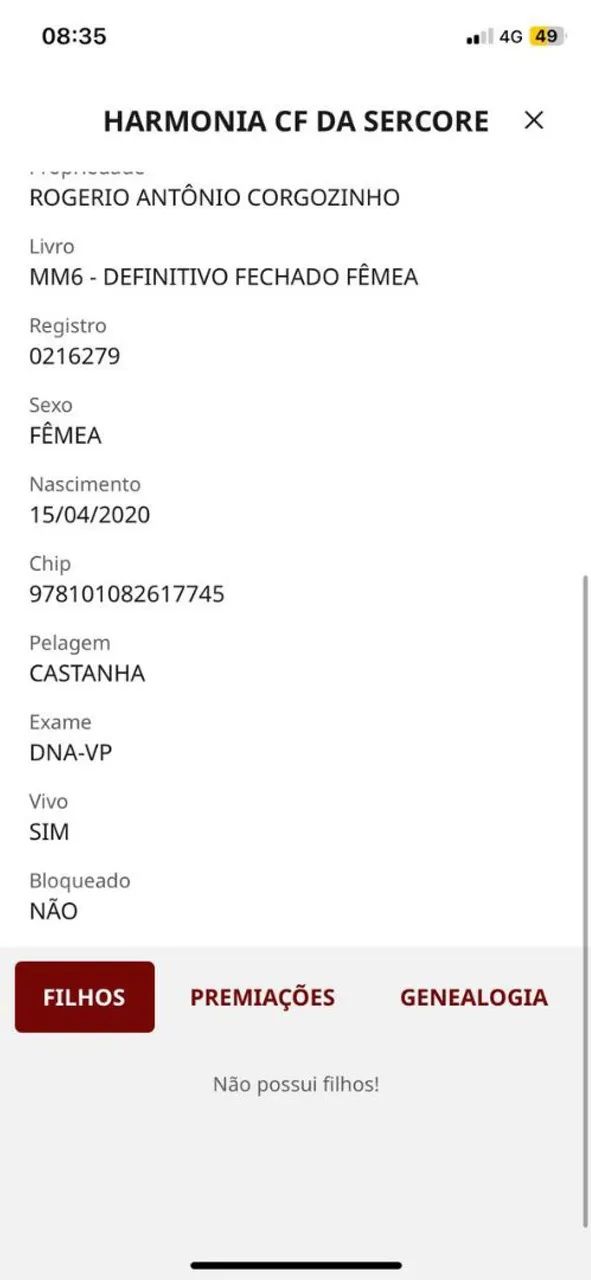 Égua Mangalarga Marchador - Foto 4