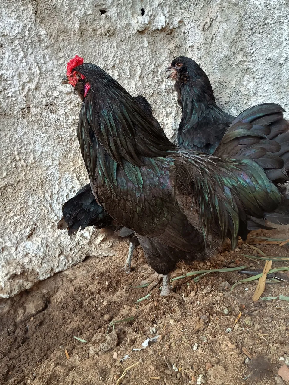Ameraucana Black