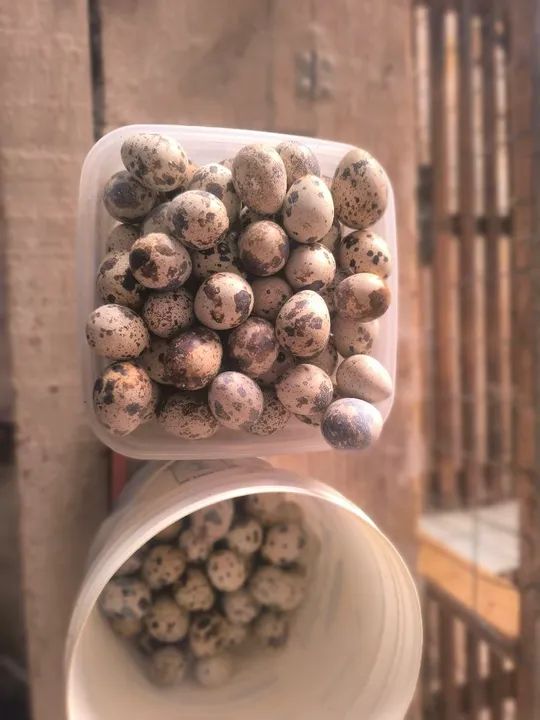 Ovos galados de codornas gigantes  - Foto 2